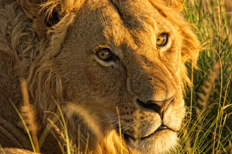 Close-up portrait of a male lion in golden light, Ngorongoro Crater Tanzania