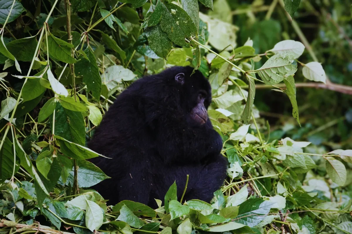 Mountain gorilla resting in dense green foliage during gorilla trekking in Bwindi, Uganda