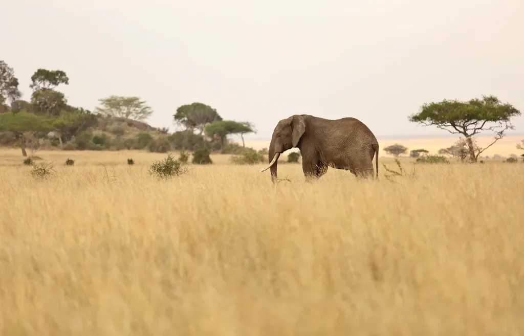 Elephant grazing in tall golden grass near Dunia Camp, central Serengeti Tanzania