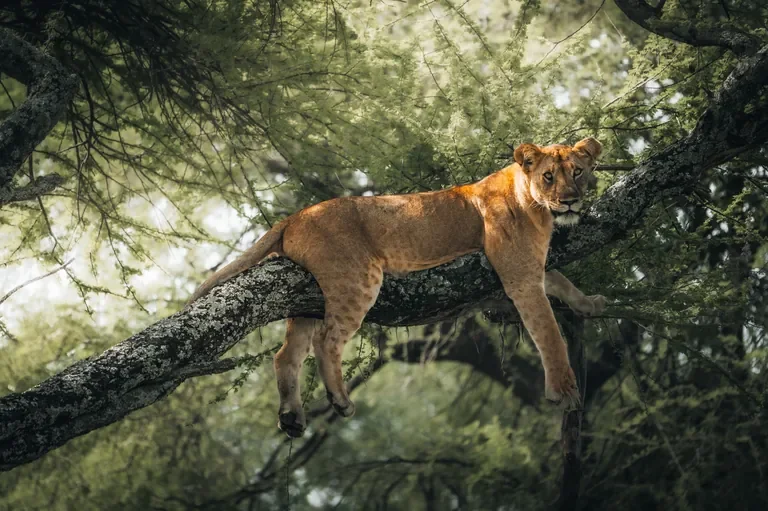 Tree resting lion in acacia branches at Little Chem Chem, Tarangire ecosystem Tanzania