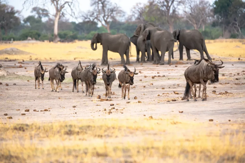 Wildebeest herd crossing a dusty pan with elephants in the background, Hwange Zimbabwe