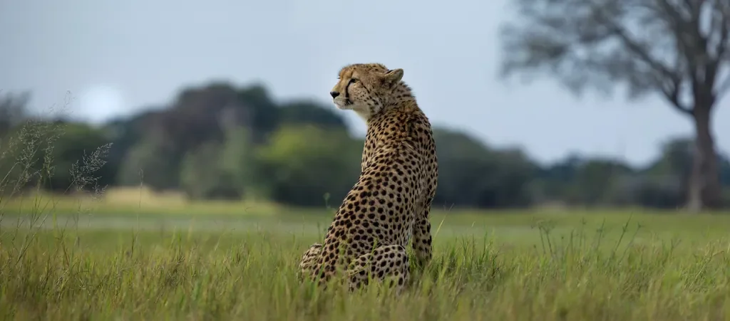 Cheetah in the grasslands near Somalisa Acacia, Hwange National Park, Zimbabwe safari