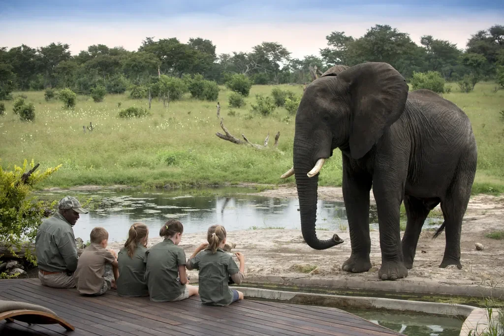 Elephant approaches waterhole beside the deck, child-friendly viewing at Somalisa Acacia Hwange