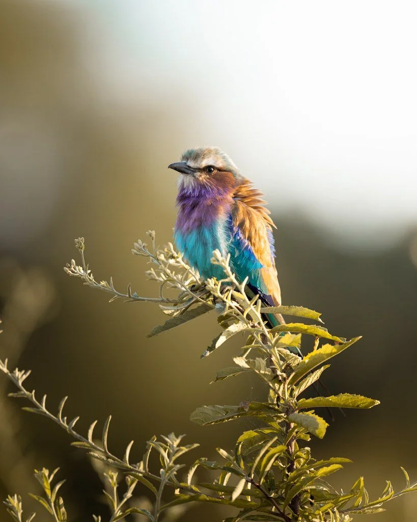Lilac-breasted roller perched on a leafy branch in soft golden light.