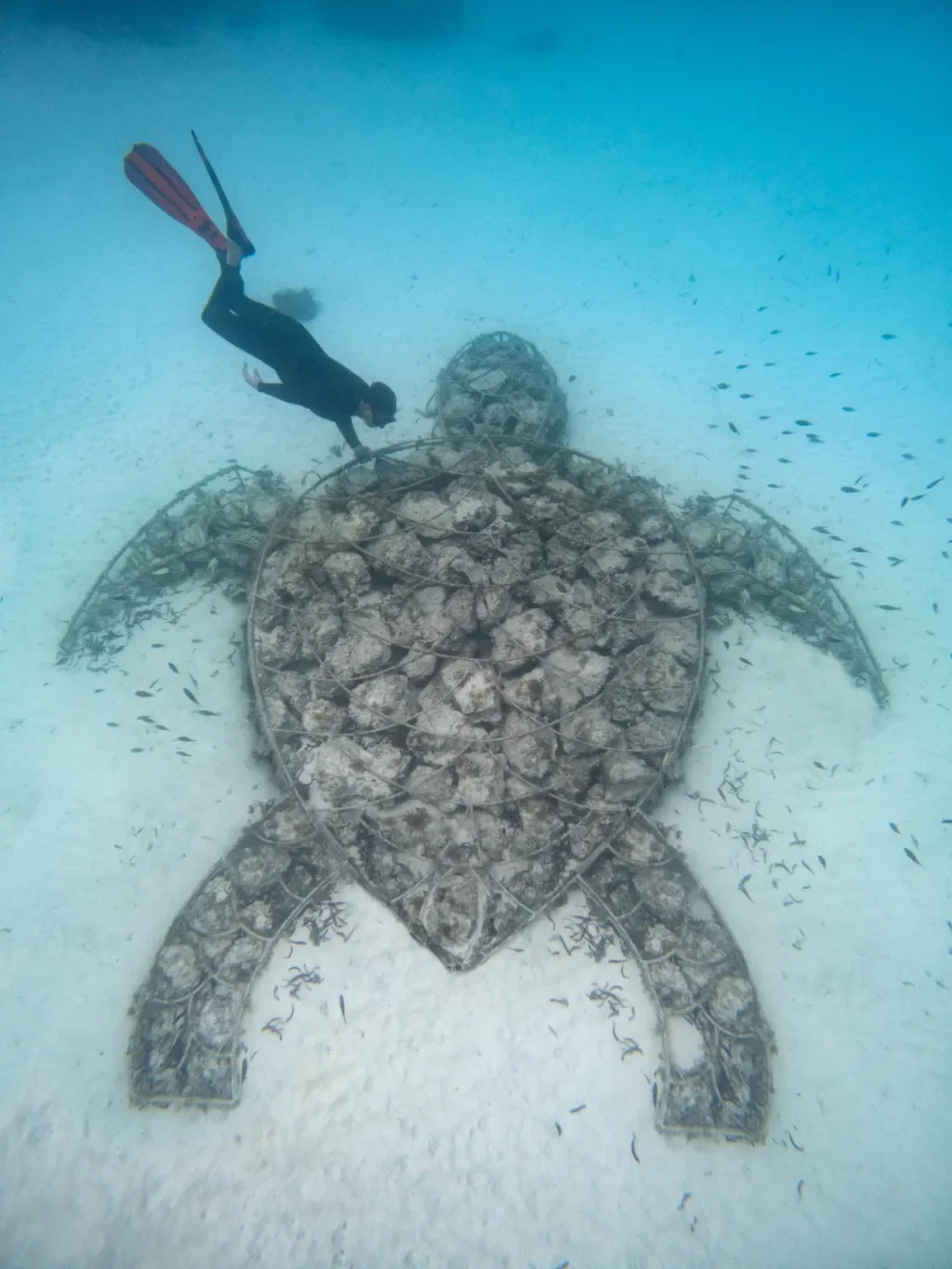 Underwater coral reef at Mnemba Island – Mnemba Island, Zanzibar, Tanzania