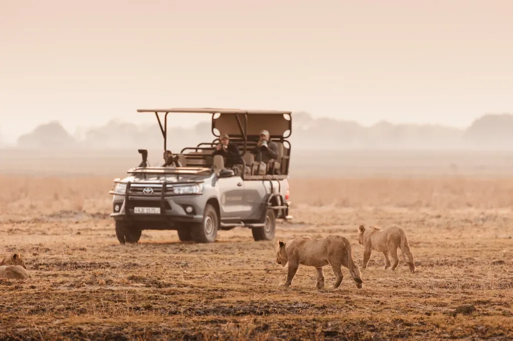 Game drive with lion cubs on the Busanga Plains, Kafue National Park Zambia safari