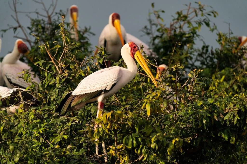 Yellow-billed storks gathered in a leafy riverside nesting tree in warm evening light.