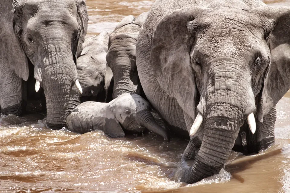 Elephant herd crossing a river with young calf, Southern Serengeti, Serian's Serengeti South, Tanzania