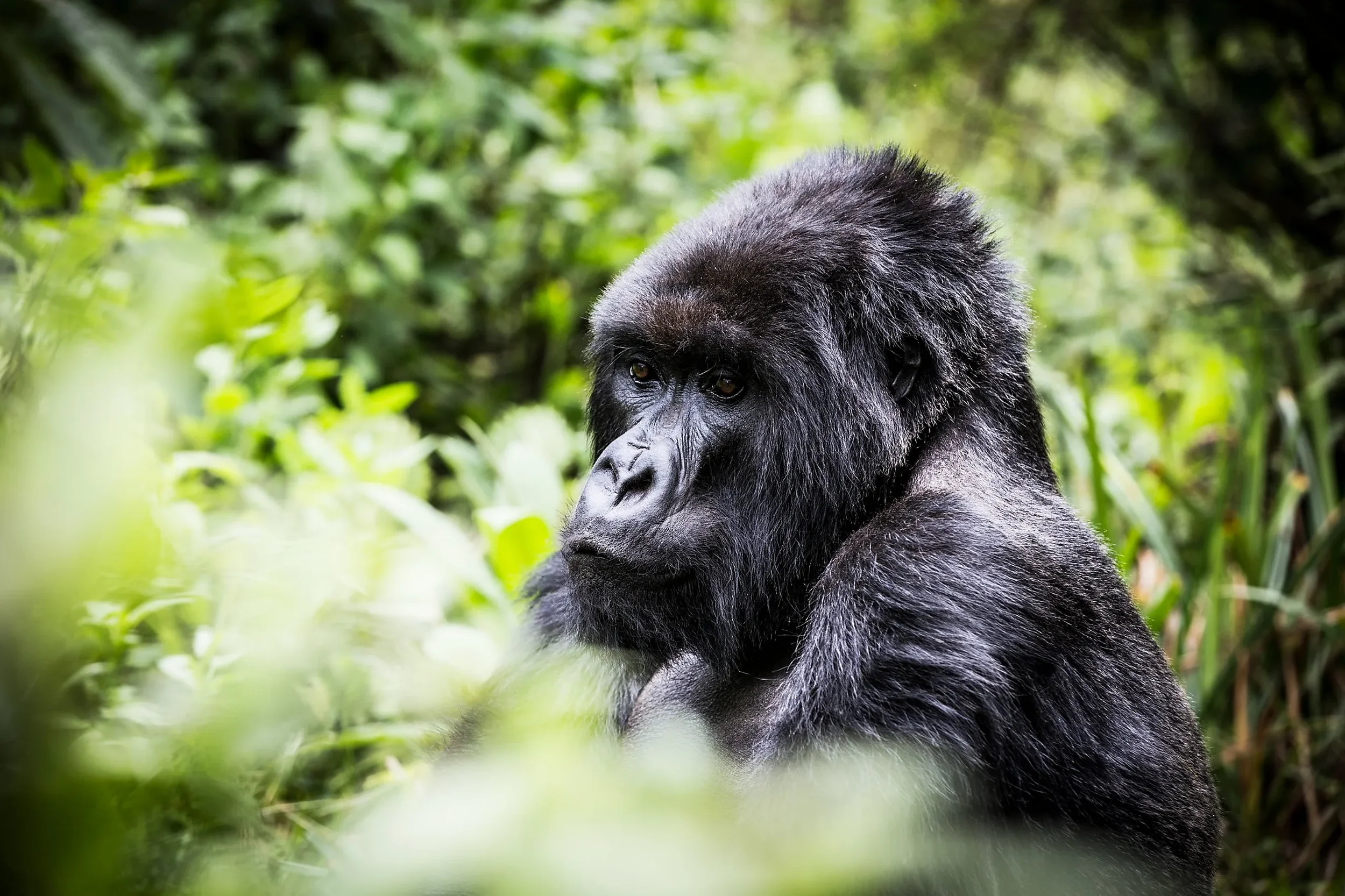 nomara-rwanda-gorilla-portrait-2560w.webp