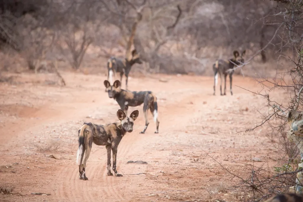Pack of endangered African wild dogs spotted near Sasaab in Samburu National Reserve