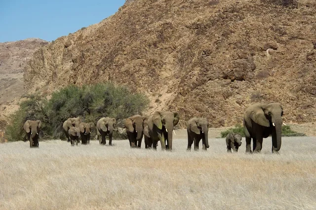 Desert-adapted elephants herd walking in the Huab River valley near Doro Nawas, Damaraland, Namibia