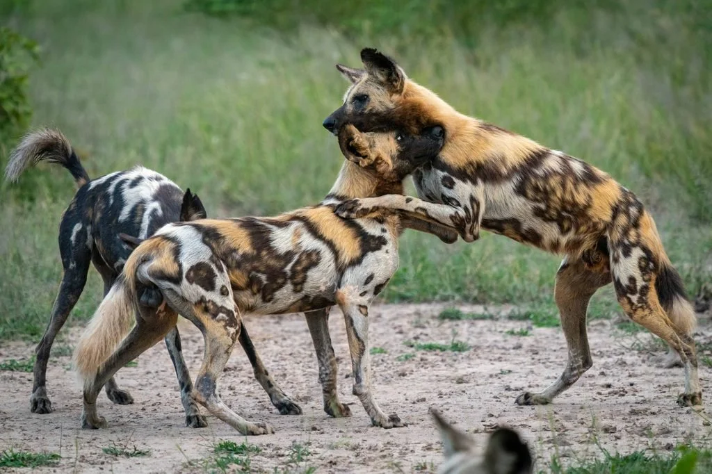 African wild dogs playing on an open track in South Luangwa National Park, Zambia