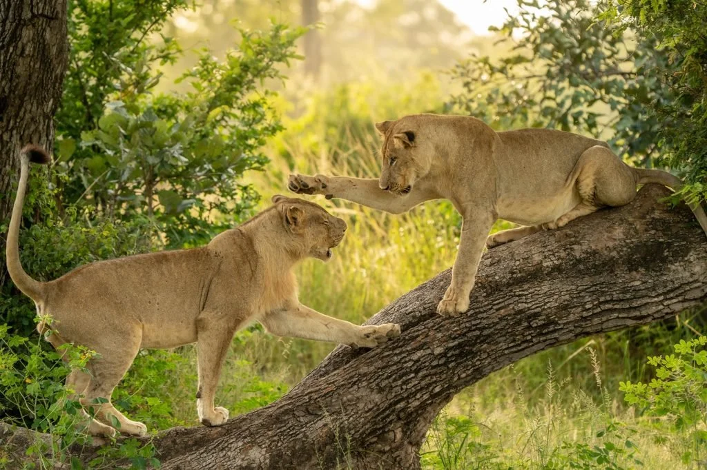 Zambia Green Season Safari, South Luangwa and Lower Zambezi | NOMARA