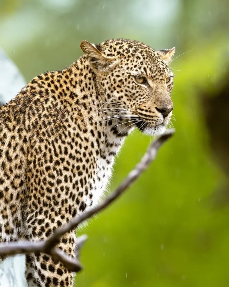 Leopard sighting near Lion Sands Narina Lodge, Greater Kruger, South Africa, luxury safari wildlife viewing
