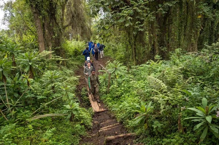 Guided trek crossing wooden bridge in Volcanoes National Park near Bisate Lodge