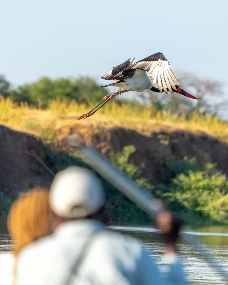 Birdlife on the Zambezi river in Zambia