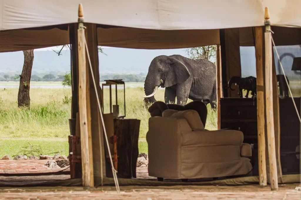 Elephant strolling past Little Chem Chem main area, slow safari moments in the Tarangire ecosystem
