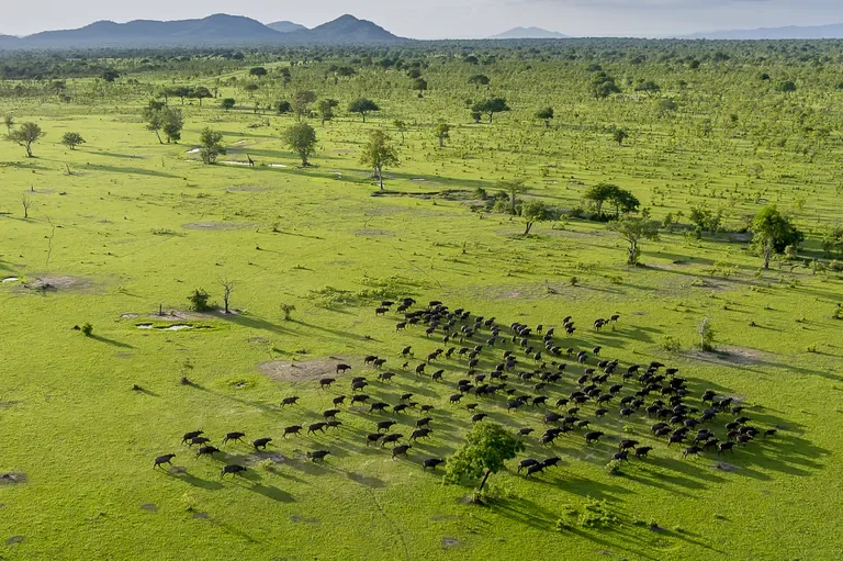nyerere-national-park-tanzania-nyerere-np---buffalo-from-the-air-rr-w768.webp