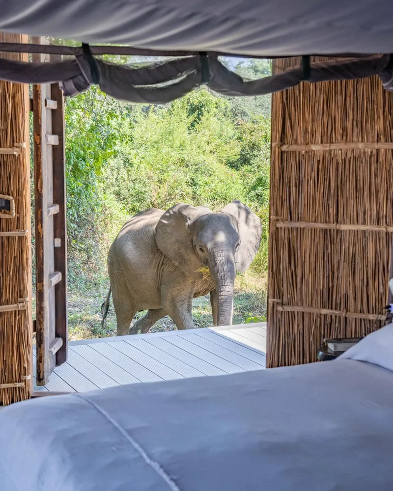 Wild elephant viewed from a suite doorway at Time + Tide Chinzombo, close-to-nature safari experience in South Luangwa