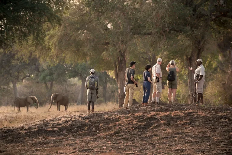 Guided walking safari with elephants, Kanga Expeditions Mana Pools Zimbabwe