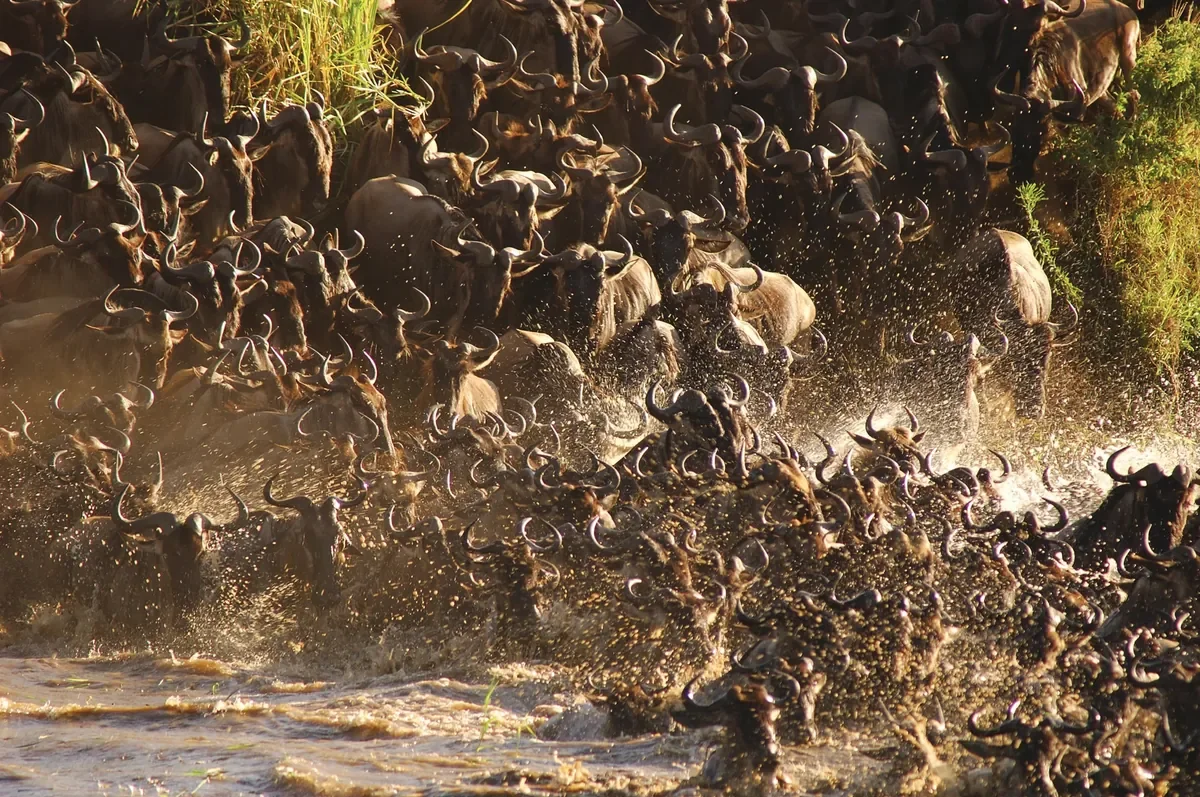 Wildebeest crossing at the Mara River, dramatic spray during the Great Migration near Ubuntu Migration Camp, Serengeti Tanzania