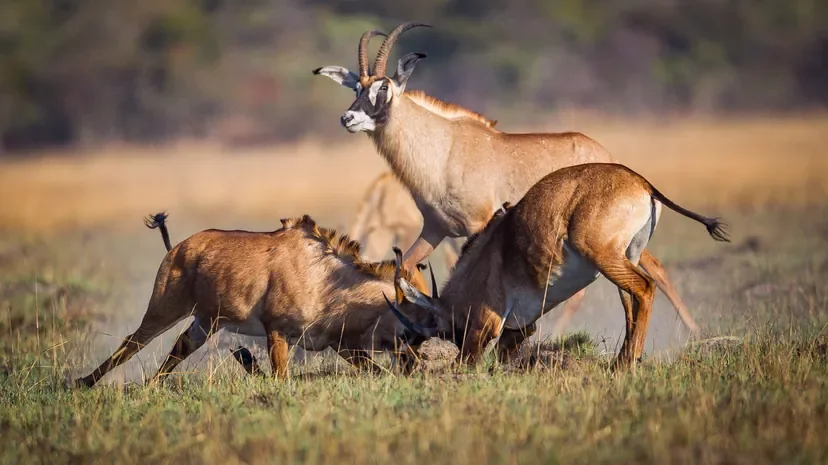 nomara-kafue-roan-antelope-dueling-w828.webp