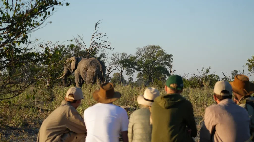 Walking safari from Atzaro Okavango Camp with elephant sighting, Botswana
