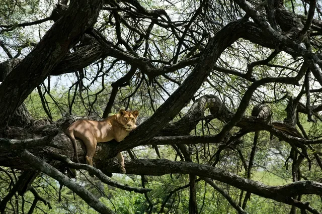Lake Manyara Tree Lodge, Tanzania – iconic tree‑climbing lioness resting on an acacia branch