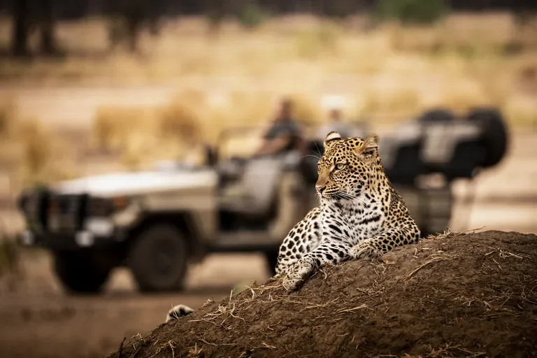 nomara-big-five-leopard-termite-mound-768w.webp
