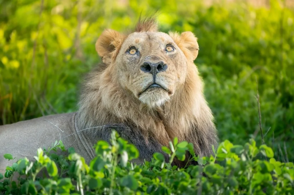 Male lion portrait framed by green foliage in South Luangwa National Park, Zambia