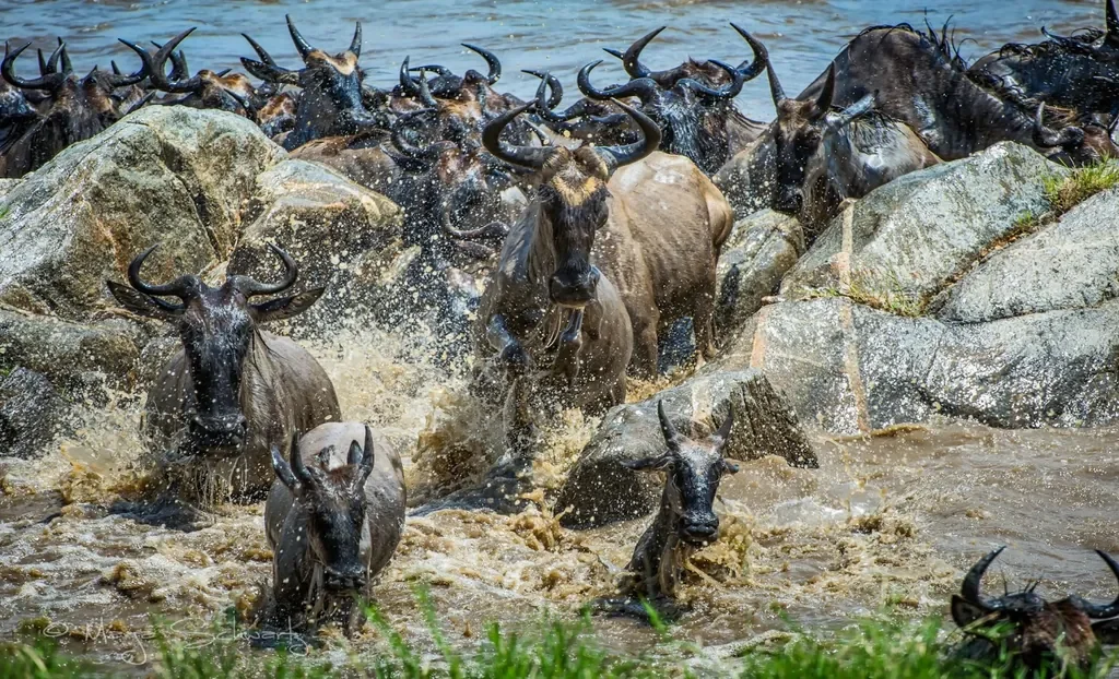 Wildebeest crossing river during the great migration