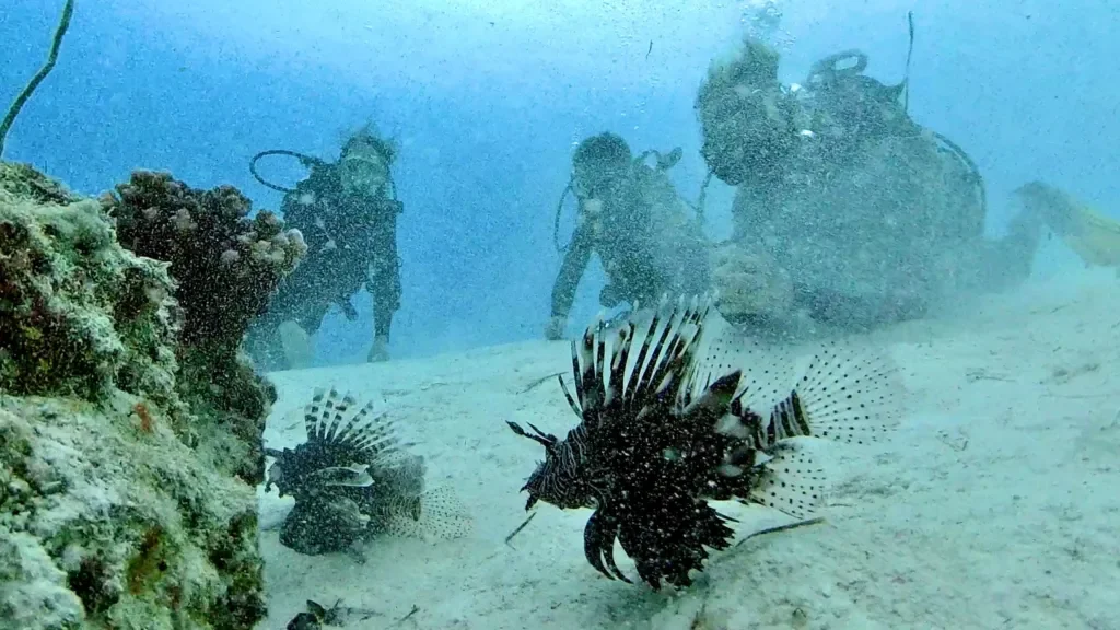 Scuba diving with reef fish and coral – Mnemba Island, Zanzibar, Tanzania