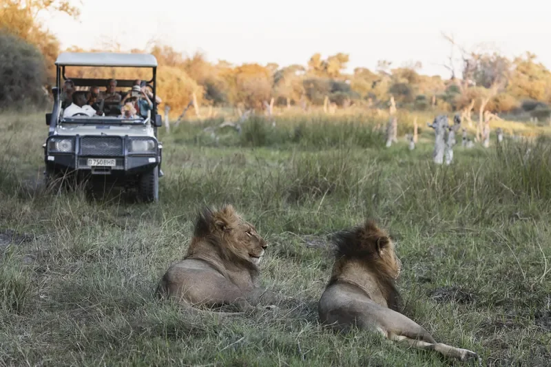 Photographic safari from game vehicle with elephant sighting near Khwai River, Okavango Delta