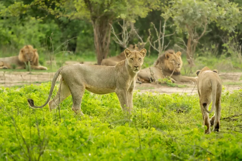 Lion pride sighting near Nsolo Bush Camp in South Luangwa National Park, Zambia