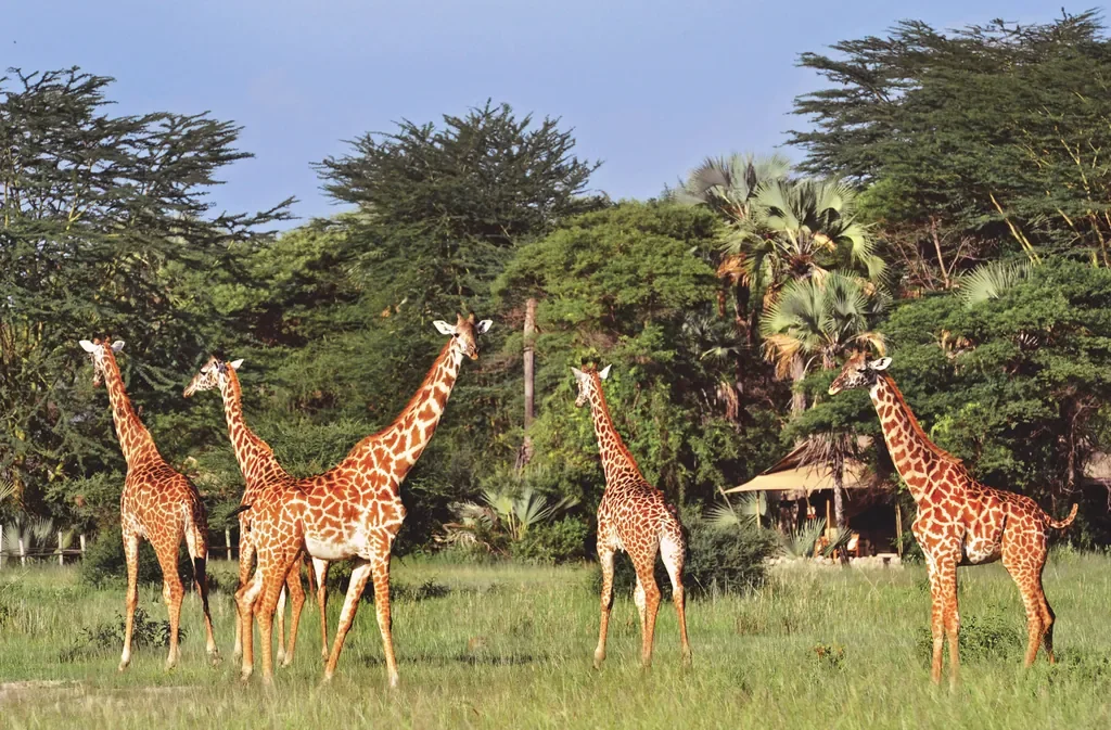 Giraffes browsing near Chem Chem Lodge tents, wildlife at the lodge in Tanzania