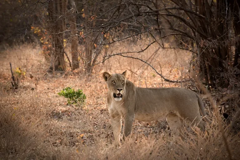 Lioness in woodland near Kanga Expeditions, Mana Pools Zimbabwe