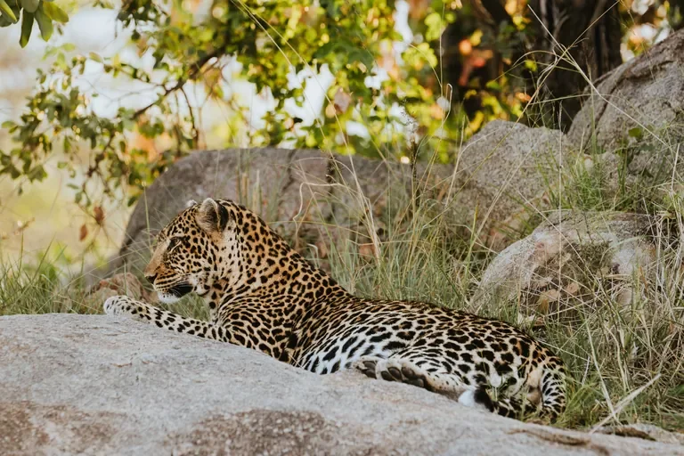 Leopard resting on a granite kopje in the Serengeti near Usawa camp