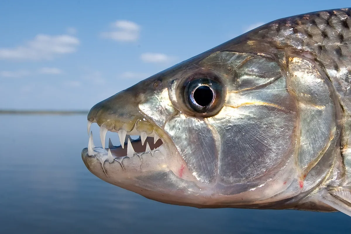 Close up of a tigerfish with sharp teeth, held above the water