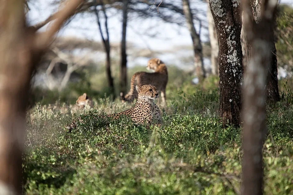 serians-serengeti-south_cheetah-coalition-woodland-edge_960w.webp