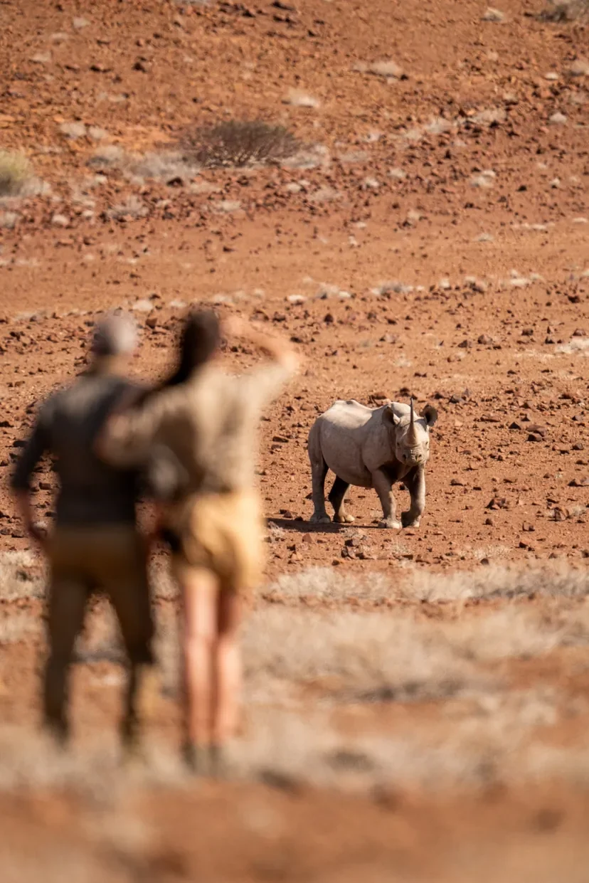 Guided black rhino tracking on foot at Desert Rhino Camp with rhino approaching in open desert, Damaraland Namibia