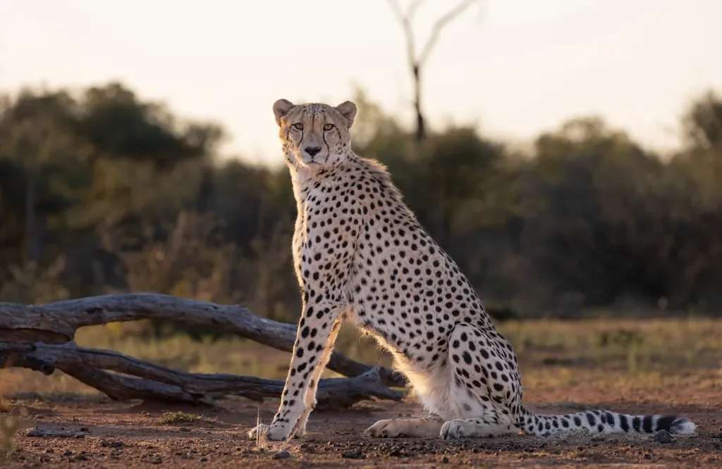 Cheetah at dawn during game drive, Marataba Safari Lodge, Marakele National Park, Waterberg safari