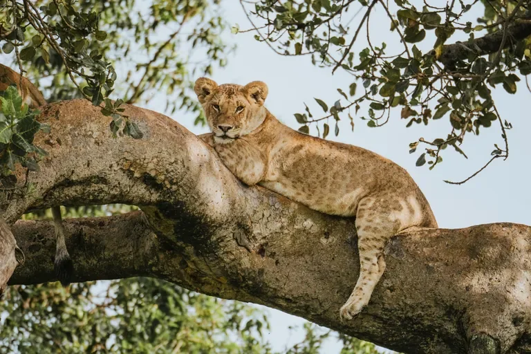 Tree climbing lion resting in an acacia in the central Serengeti near Usawa