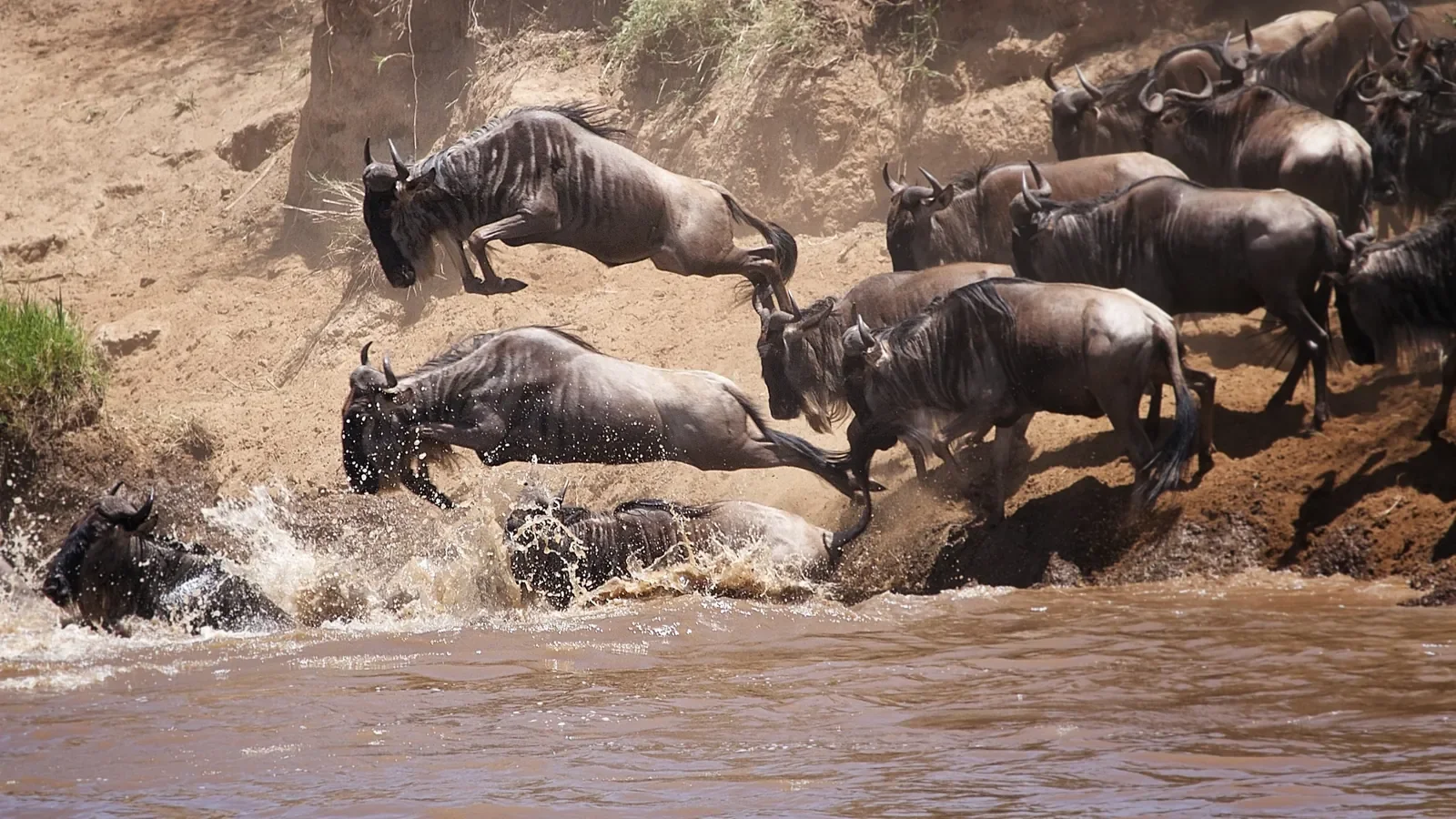 Wildebeest launching into the Mara River in a dramatic Great Migration crossing, Serengeti