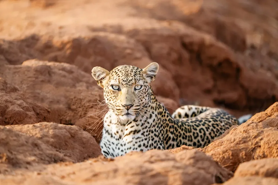 Leopard portrait photographed on a game drive near Chongwe Camp, Lower Zambezi National Park, Zambia