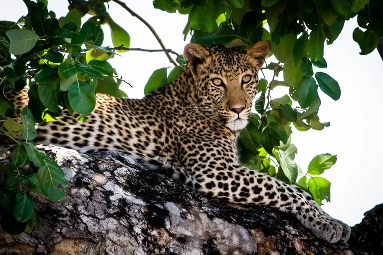 Leopard resting in a tree at Mana Pools near Zambezi Expeditions Camp, Zimbabwe