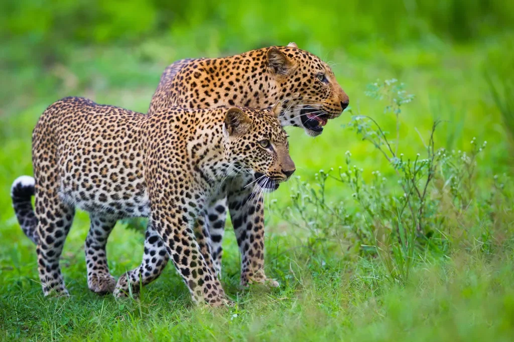 Pair of leopards on the move, classic South Luangwa sighting near Nsolo Bush Camp