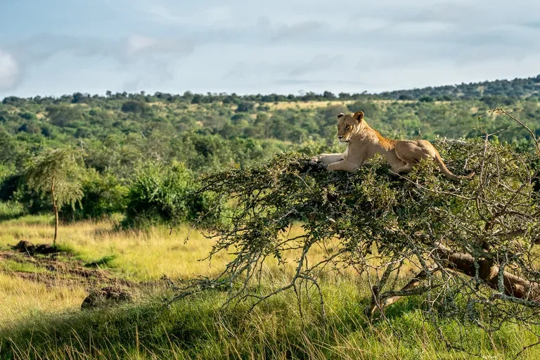 Tree‑climbing lioness on acacia in Akagera National Park near Magashi Camp Rwanda