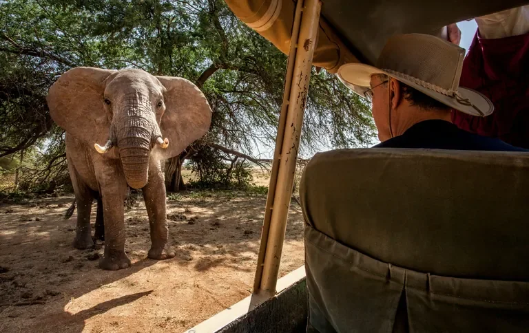Close-up elephant encounter from Sasaab game drive, Samburu elephants under acacia, Kenya