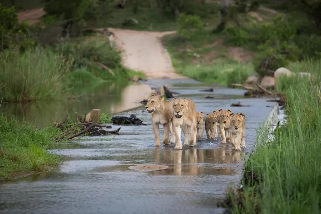 kruger-lions-crossing-the-sand-river-1024w.webp