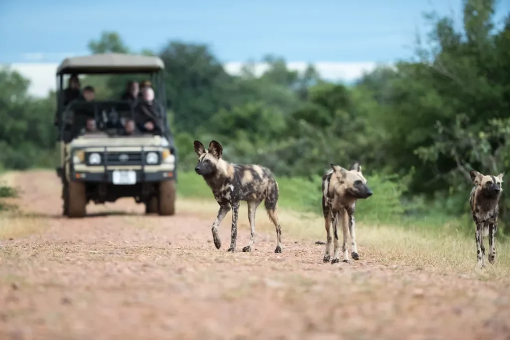 African wild dogs crossing in front of a game drive vehicle, Nsolo, South Luangwa, Zambia